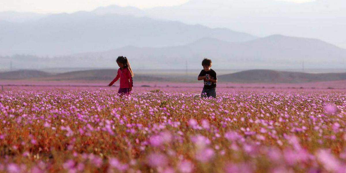 Quand le désert d'Atacama se recouvre de millions de fleurs