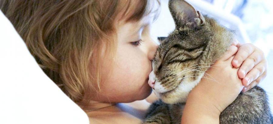 Les Chats Sont Experts En Ronron Therapie Et Caresses Antistress Mieux Vivre Autrement