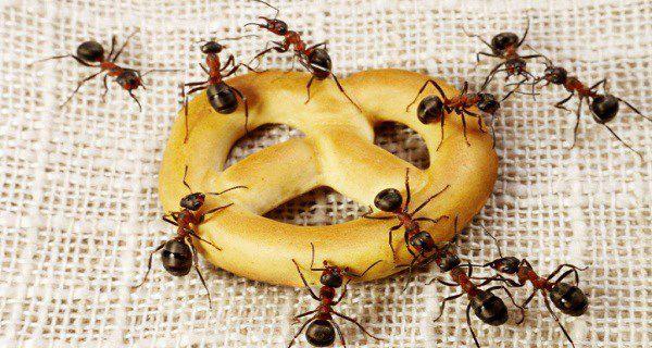 Anti-fourmis intérieur ou extérieur très efficace - Achat en ligne